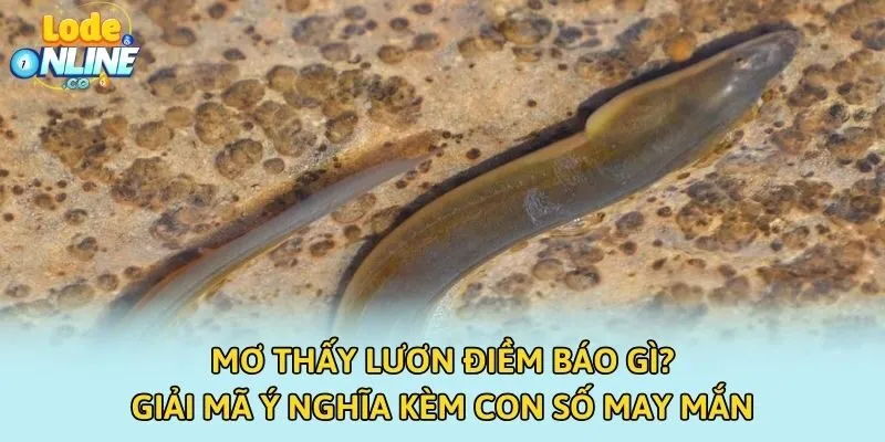 Mơ Thấy Lươn Điềm Báo Gì? Giải Mã Ý Nghĩa Kèm Con Số May Mắn